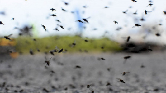 Alarma por una nueva invasión de mosquitos en el AMBA: por qué se produce