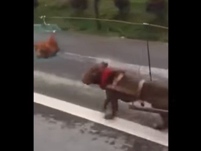 #EsViral Un raro sistema de tracción a sangre