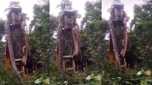 Encontraron una anaconda de casi 450 kilos y 10 metros de largo