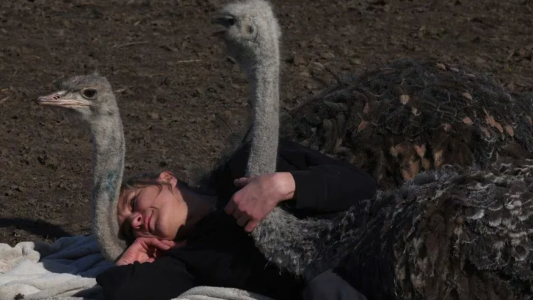 Abrazos de avestruz: la oferta en una granja de rescate de animales