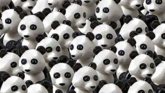 Nuevo desafío viral: Encontrá el perro entre los osos pandas