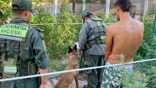 Chaco: allanaron un vivero clandestino y secuestraron más de 500 plantas de marihuana