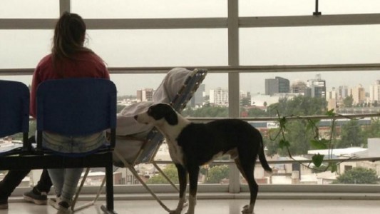 La historia del perro que busca a su dueño que murió en el hospital