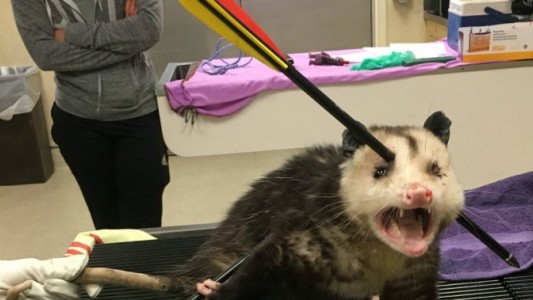 La ingeniosa "flecha humana" que hicieron unos chicos para ayudar a atrapar a un ladrón