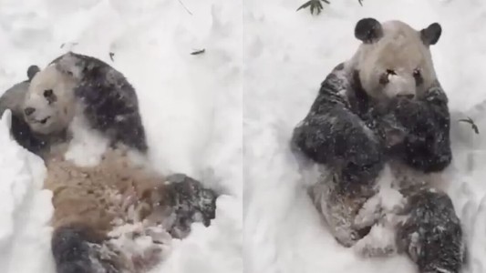 El oso panda Tian Tian se divierte con la nevada en Washington