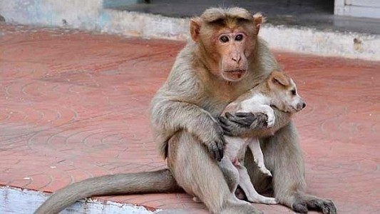 La tierna historia del mono indio que adoptó un perrito abandonado