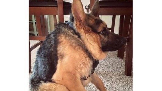 Quasimodo, el perro jorobado que enternece a todos en las redes sociales