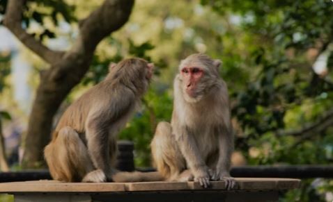 Hong Kong registra el primer caso en humano del mortal virus B