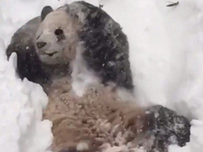 #EsViral El oso panda que disfruta de la nieve