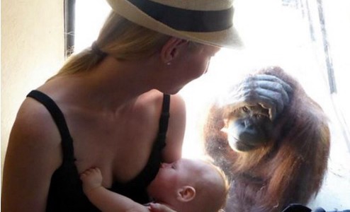 Orangutana se queda embobada ante una madre que amamanta a su hijo