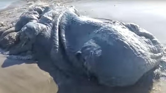 Misterio por el "monstruo marino" hallado en un río de Inglaterra