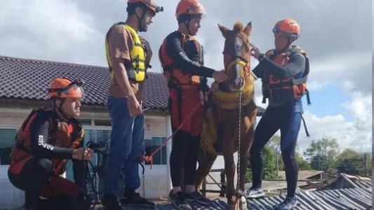 Rescataron a más de 5.000 animales por las inundaciones en Brasil