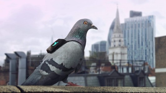 Usan palomas para medir la calidad del aire de Londres