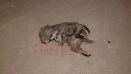 Perro de siete patas conmocionó a un pueblo santiagueño