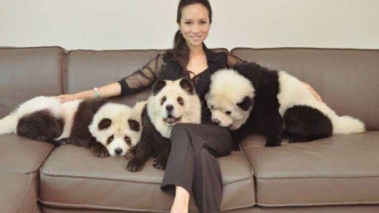 Polémica por la mujer que convirtió a sus tres perros en osos panda