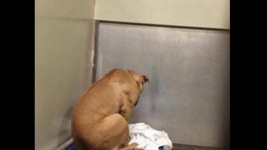 El perro abandonado y deprimido consiguió familia