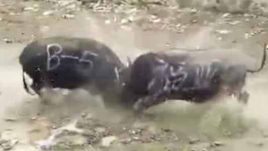 Dos búfalos mueren instantáneamente tras chocar de frente