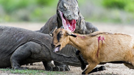 Fotos impactantes: se removió las orejas y la nariz para parecer un dragón