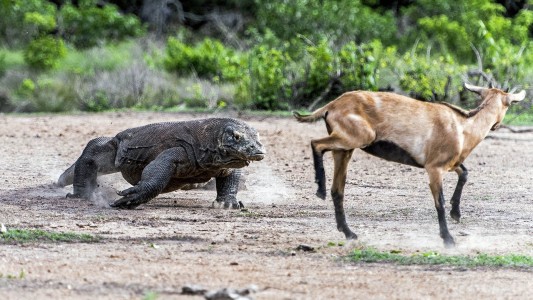 Fotos impactantes: asì cazan dos dragones de komodo a una cabra