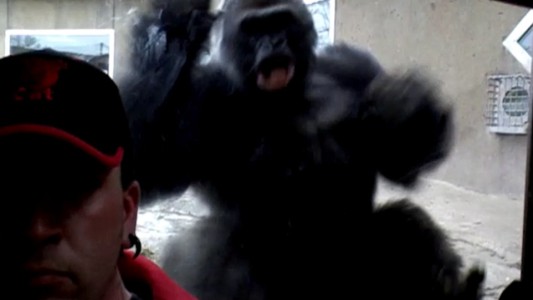 Peligro en el zoo: un gorila intentó atacar a un hombre que estaba sacando una selfie