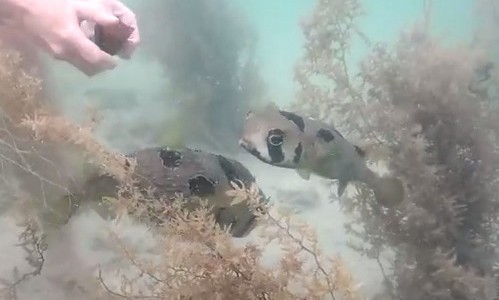 Video: un pez queda atrapado en una red y su mejor amigo no lo abandona