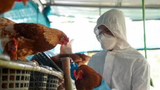 La OMS confirmó la primera muerte humana por una variante de gripe aviar en México