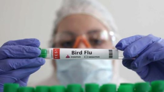 México aclaró que la persona con gripe aviar AH5N2 murió por padecimientos crónicos y no del virus