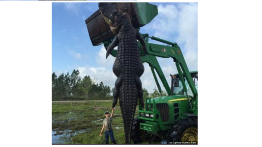 Atraparon un cocodrilo gigante en Miami