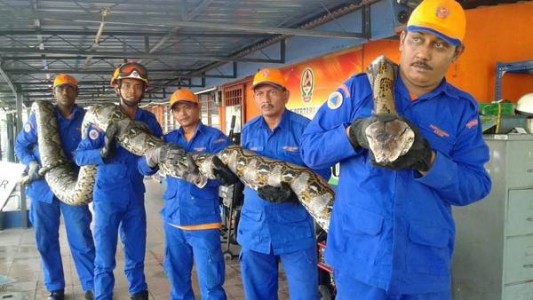 Capturaron una pitón que sería la más grande del mundo