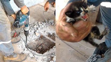 Gran operativo para rescatar a 4 gatos bebés atrapados en una tubería