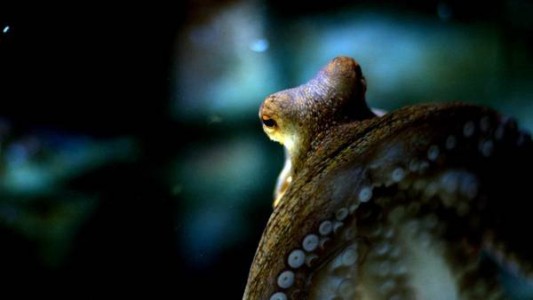 La fuga de Inky: la historia del pulpo que se escapó de un acuario