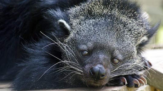 El extraño animal que huele a pochoclos a raíz de su orina