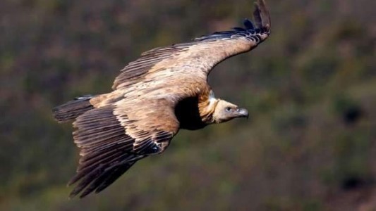 Una pareja de buitres gay incuba un huevo rechazado por una hembra de la misma especie