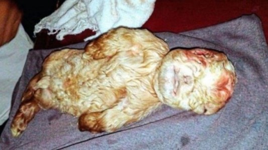Misterio en Malasia por un cabrito que nació con cara de bebé