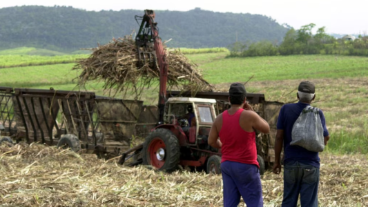 Falta de mano de obra obliga a empresa azucarera a contratar presos