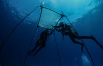 Chipre instala el primer vivero flotante de coral del Mediterráneo