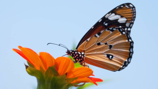 Las mariposas pueden polinizar las flores gracias a la electricidad