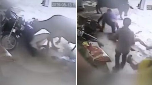 Video: una vaca atacó a un hombre que abusaba de una mujer en India