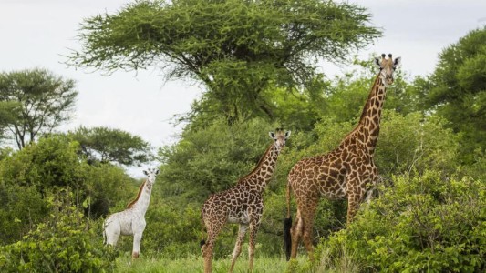La ciencia descubrió cómo se alargó el cuello de la jirafa