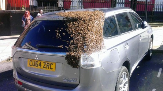 Una abuela galesa fue perseguida por 20 mil abejas porque llevaba a su reina en el auto