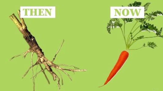 Video: ¿cómo eran las frutas y las verduras antes de que el hombre las manipulara?