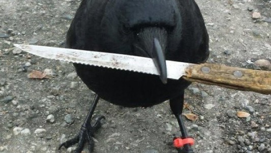 Conocé al cuervo que trató de robarse un cuchillo de la escena de un crimen