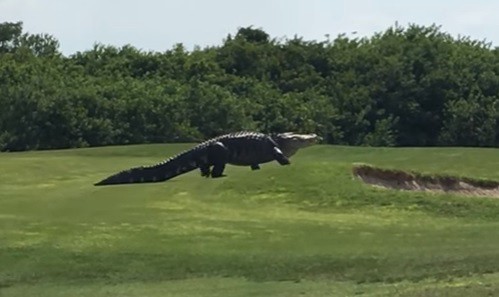 El cocodrilo gigante que se paseó en un campo de golf de Florida