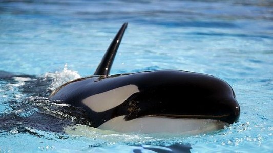 La historia de la Orca Morgan que es sorda y se comunica con gestos