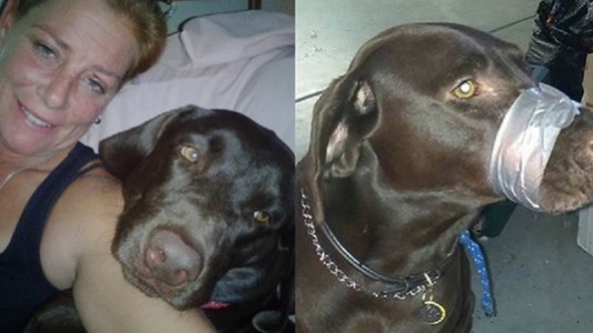 Le puso cinta en el hocico a su perro como "broma" y la condenaron a prisión