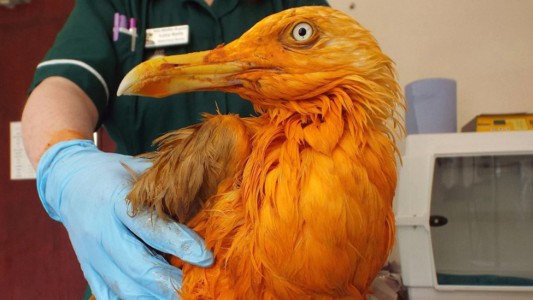 Una gaviota se cayó en un recipiente con curry y se volvió naranja