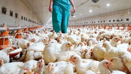 Estados Unidos confirma nuevo caso humano de influenza aviar A