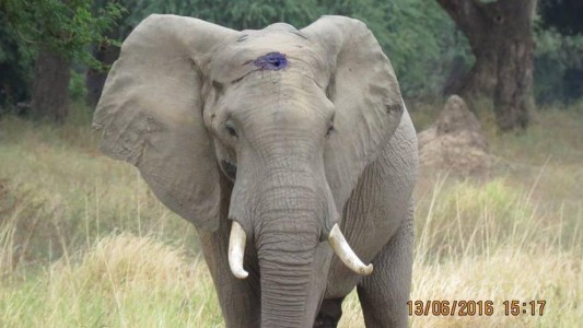 El elefante que pidió ayuda tras recibir un disparo en la cabeza