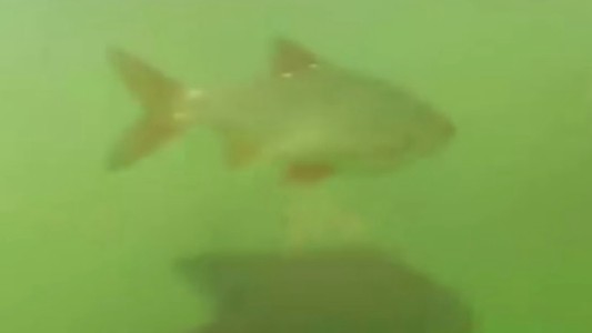Video: los peces mutantes de Chernobyl