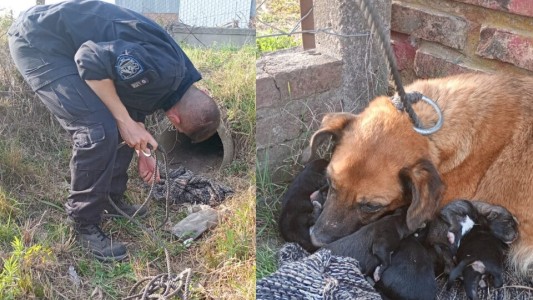 Santa Fe: Rescataron a una perra y sus cachorros de una alcantarilla